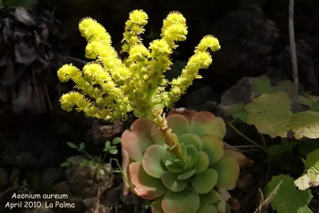 难以置信“开花母猪死”这句多肉圈俚语，是怎么流行起来的？ -10