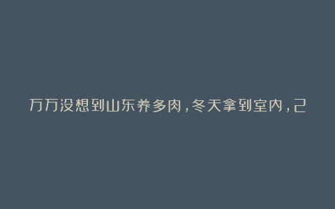 万万没想到山东养多肉，冬天拿到室内，2个月不浇水，开春照样生长！