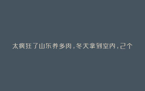 太疯狂了山东养多肉，冬天拿到室内，2个月不浇水，开春照样生长！