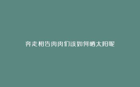 奔走相告肉肉们该如何晒太阳呢