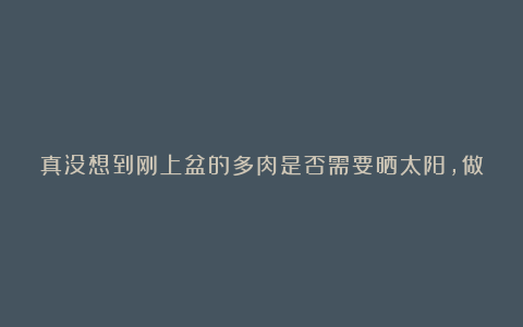 真没想到刚上盆的多肉是否需要晒太阳，做错了肉肉怎么没的都不知道，赶紧收藏