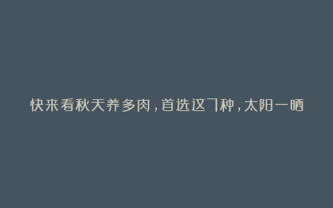 快来看秋天养多肉，首选这7种，太阳一晒就又美又仙，便宜又好养