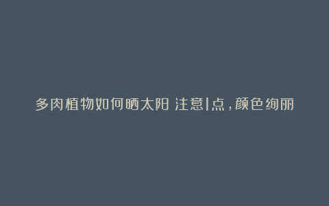 多肉植物如何晒太阳?注意1点,颜色绚丽多彩,长成漂亮老桩