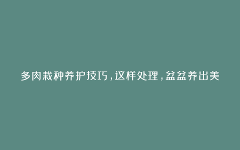 多肉栽种养护技巧,这样处理,盆盆养出美状态,烂根化水不再来