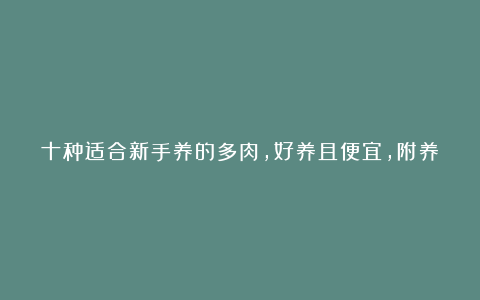 十种适合新手养的多肉,好养且便宜,附养护方法!