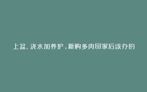 上盆、浇水加养护,新购多肉回家后该办的事(详解)