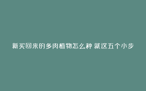 新买回来的多肉植物怎么种?就这五个小步骤很容易!