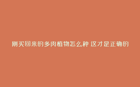 刚买回来的多肉植物怎么种?这才是正确的种植方法