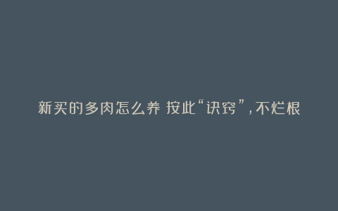 新买的多肉怎么养?按此“诀窍”,不烂根不化水,盆盆养出美状态