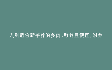 九种适合新手养的多肉,好养且便宜,附养护方法!