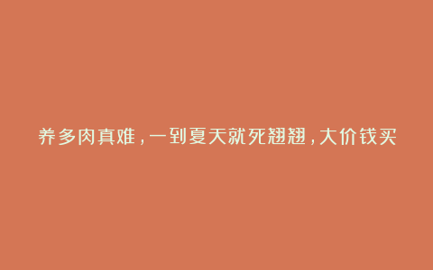 养多肉真难,一到夏天就死翘翘,大价钱买的多肉,只剩下花盆