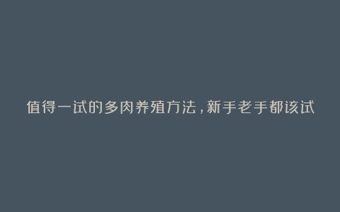 值得一试的多肉养殖方法,新手老手都该试试,不愁多肉不爆盆