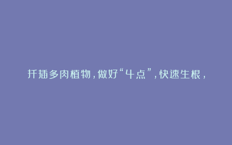 扦插多肉植物,做好“4点”,快速生根,叶片不化水,长芽特别快