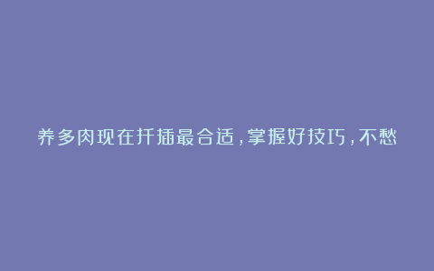 养多肉现在扦插最合适,掌握好技巧,不愁不生根