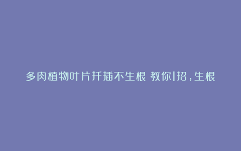 多肉植物叶片扦插不生根?教你1招,生根快,小苗“噌噌”变中苗