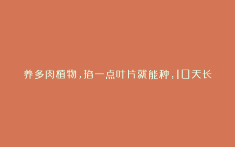 养多肉植物,掐一点叶片就能种,10天长根,一年就能繁殖30盆!