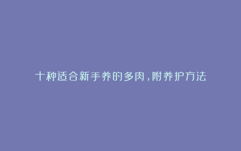 十种适合新手养的多肉,附养护方法