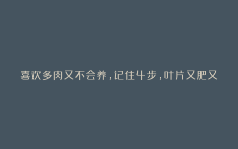 喜欢多肉又不会养,记住4步,叶片又肥又漂亮,轻轻松松挤爆盆