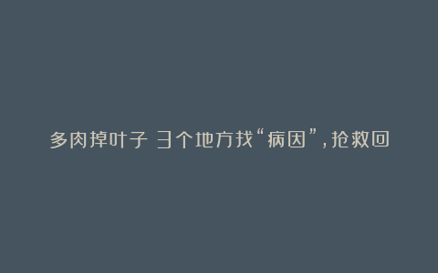 多肉掉叶子?3个地方找“病因”,抢救回来美如霞