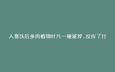 入夏以后多肉植物叶片一碰就掉,反应了什么问题?该如何补救?