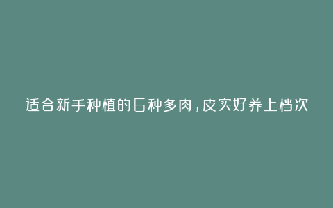 适合新手种植的6种多肉,皮实好养上档次,谁见了都夸美