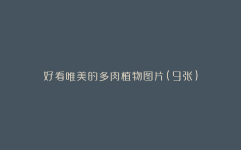 好看唯美的多肉植物图片(9张)