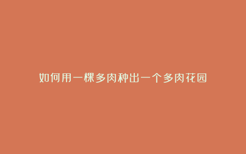 如何用一棵多肉种出一个多肉花园?