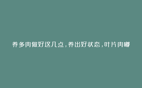 养多肉做好这几点,养出好状态,叶片肉嘟嘟招人喜欢
