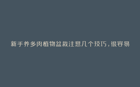 新手养多肉植物盆栽注意几个技巧,很容易养活