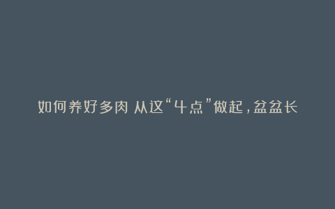 如何养好多肉?从这“4点”做起,盆盆长得胖,状态特别美