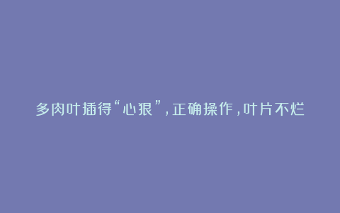 多肉叶插得“心狠”,正确操作,叶片不烂出芽快,须根多的挤满盆