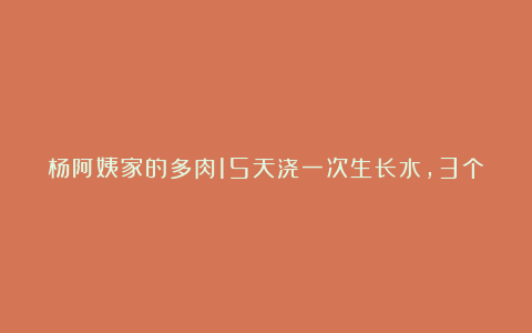 杨阿姨家的多肉15天浇一次生长水,3个月大变样,成就感满满