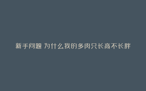 新手问题:为什么我的多肉只长高不长胖?