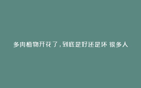 多肉植物开花了,到底是好还是坏?很多人不知道怎么处理