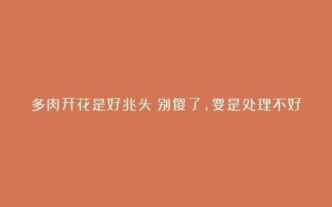 多肉开花是好兆头?别傻了,要是处理不好,小心集体“阵亡”!