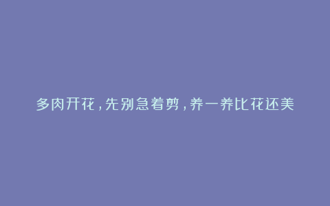 多肉开花,先别急着剪,养一养比花还美!
