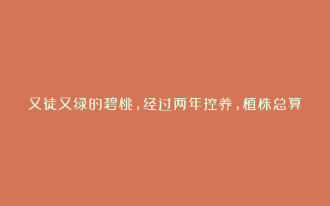 又徒又绿的碧桃,经过两年控养,植株总算有模有样了