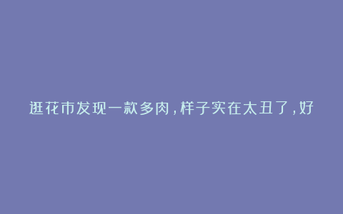 逛花市发现一款多肉,样子实在太丑了,好奇什么样的人会买