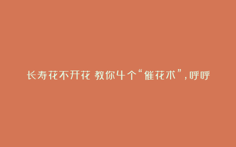 长寿花不开花?教你4个“催花术”,呼呼开出3000朵