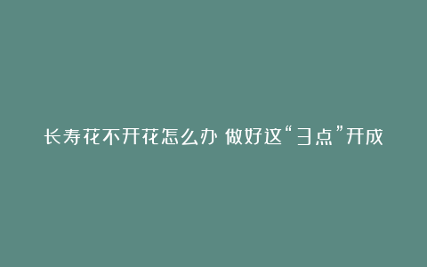 长寿花不开花怎么办?做好这“3点”开成大花球!
