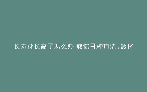 长寿花长高了怎么办?教你3种方法,矮化植株,花繁叶茂