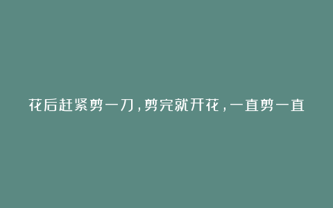 花后赶紧剪一刀,剪完就开花,一直剪一直开