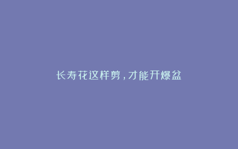 长寿花这样剪,才能开爆盆!