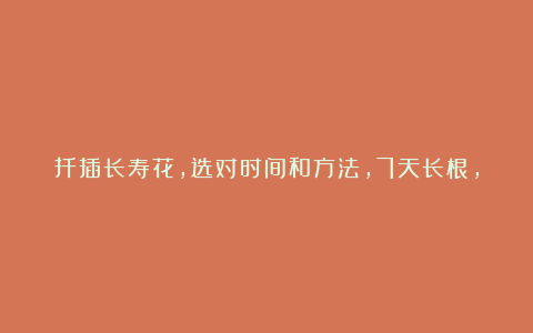 扦插长寿花,选对时间和方法,7天长根,100%成活