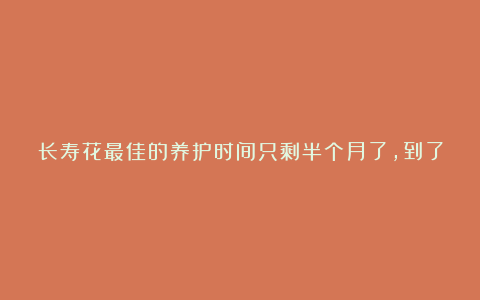 长寿花最佳的养护时间只剩半个月了,到了10月底花朵一串一串的开