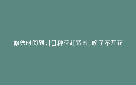 修剪时间到,19种花赶紧剪,晚了不开花!