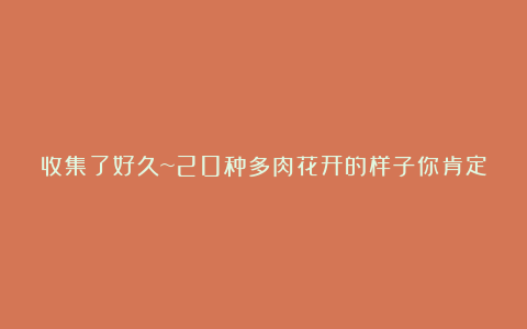 收集了好久~20种多肉花开的样子你肯定没全见过!