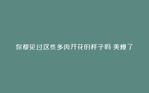 你都见过这些多肉开花的样子吗?美爆了!