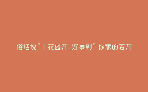 俗话说“十花盛开,好事到”!你家的若开花了,那真“恭喜了”