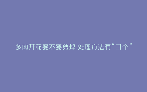 多肉开花要不要剪掉?处理方法有“3个”,养出漂亮好状态